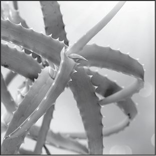 Di cancro si può guarire: Il potere curativo dell'aloe arborescens (Programma Natura) (Italian Edition)